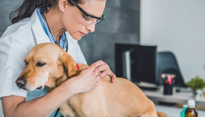 10 kitchen ingredients to control ticks and fleas in dogs