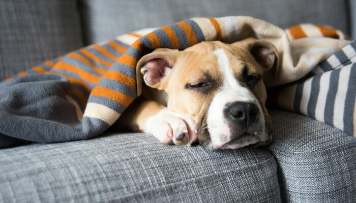 13 signs that may indicate one’s pet dog is sick