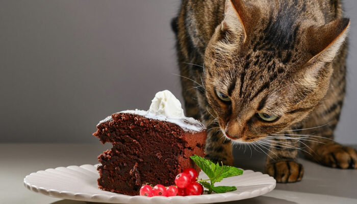 Top 9 unsafe foods for cats