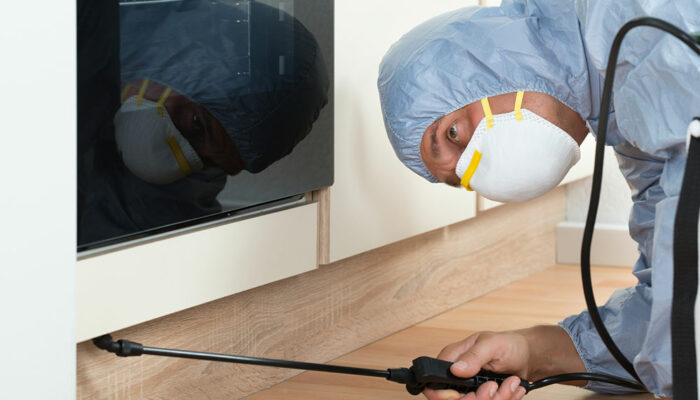 4 useful home remedies to get rid of roaches