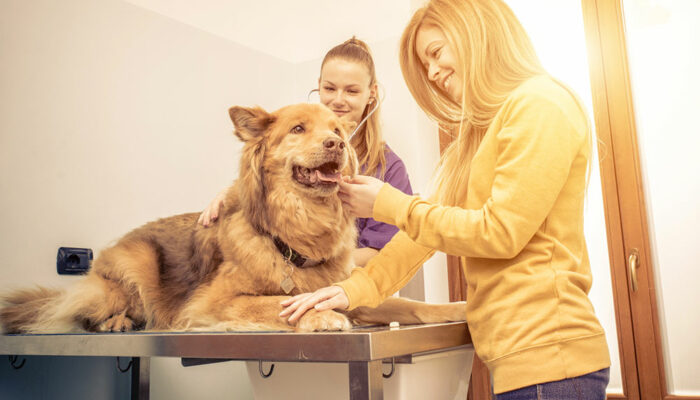 Home remedies and management options for joint pain in dogs