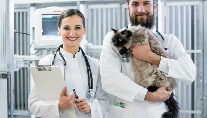 Signs and management of urinary tract infection in cats