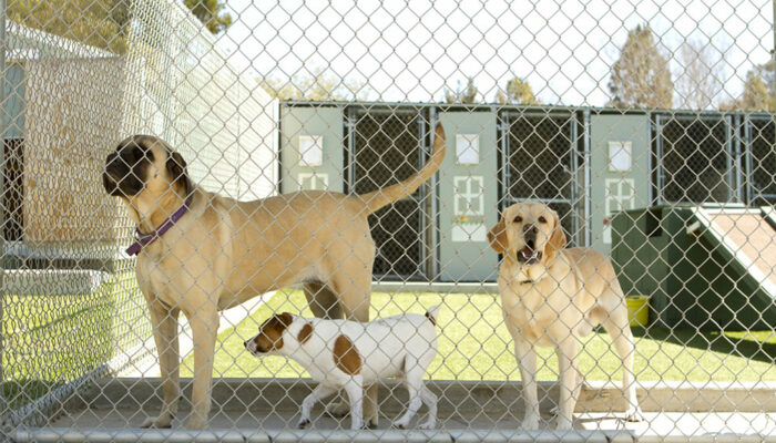 Wireless electrical fencing – How it works and mistakes to avoid