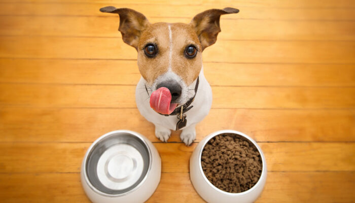 11 healthy human foods for dogs