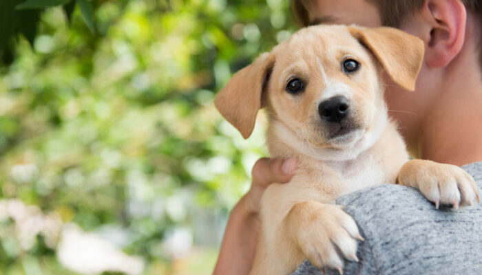 12 mistakes to avoid when adopting a dog